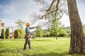 Professional Tree Care in Hammonton, NJ