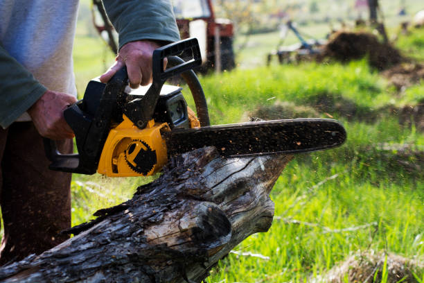 Best Pest Control for Lawns  in Hammonton, NJ