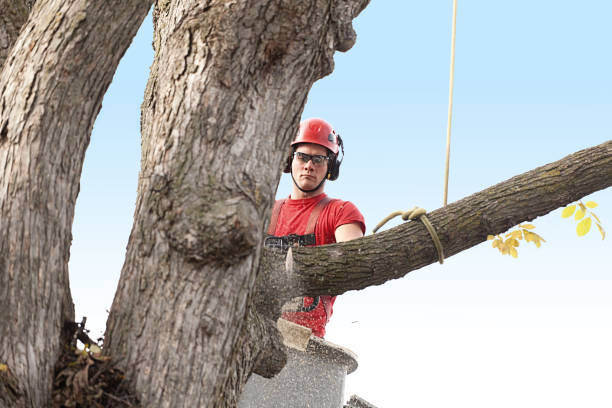 Best Tree and Shrub Care  in Hammonton, NJ